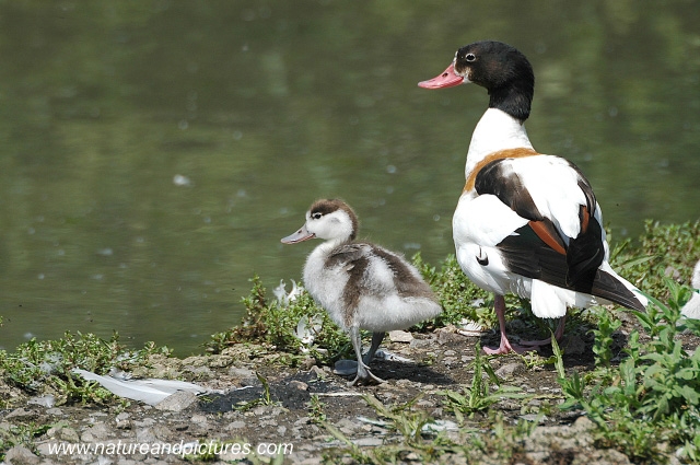 shelduck, shelducks, ducks-2.jpg - SHELDUCKS - SLIMBRIDGE - JUNE 2005 - (MORE SHELDUCKS IN 'SPECIALS' CATEGORY)